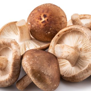 Extracto de Hongos Shiitake