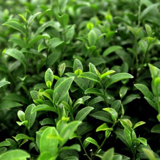 Extracto de Té Verde